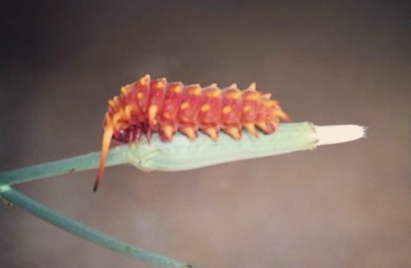 Pipe Vine Swallowtail Caterpillar