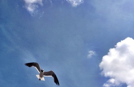 seagull