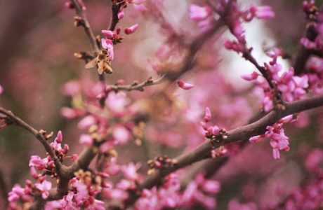 Sprittibee's Redbud Tree