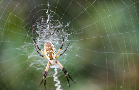 Argiope Spider via @sprittibee