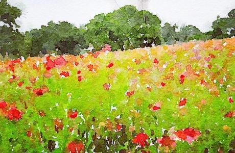 Texas Wildflower Photos Edit by @Sprittibee