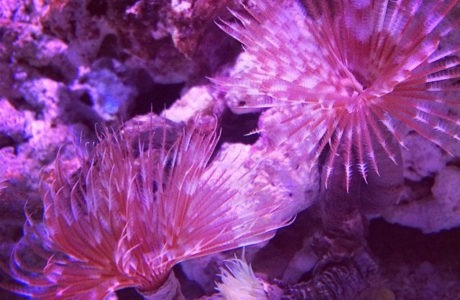 sea creatures