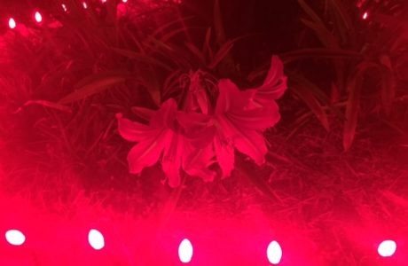 Amaryllis Christmas Flowers
