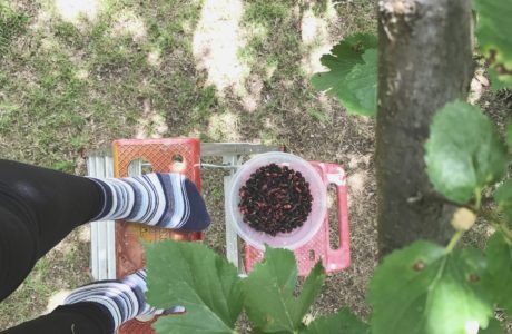 Mulberry Picking via Sprittibee