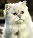 snowbell