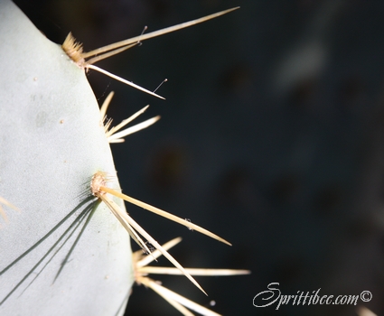 alamo-cactus