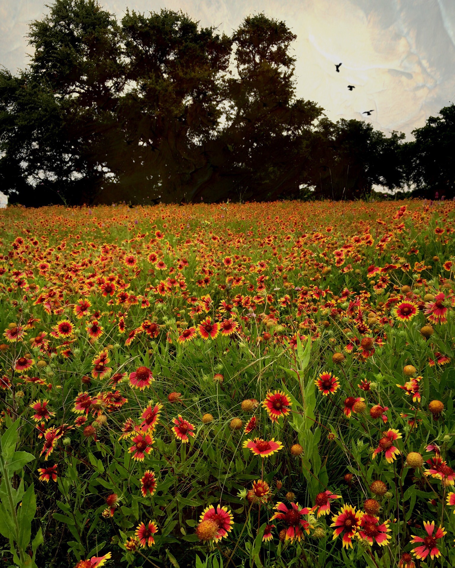 Do you believe in fate? Texas firewheels by @sprittibee