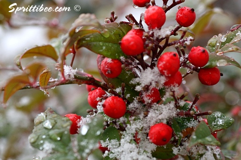 berries-snow