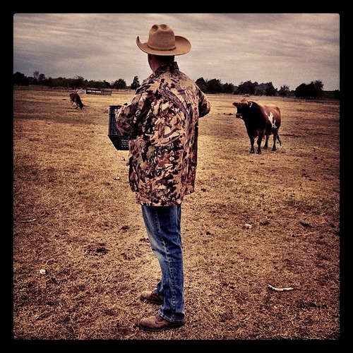 Cows and Cowboys #Texas #country