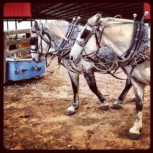 Sleigh bells on horses with no hope of snow. #texas #country