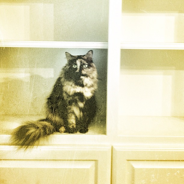 Empty Bookcases, Fraidy Cats #cats #pets