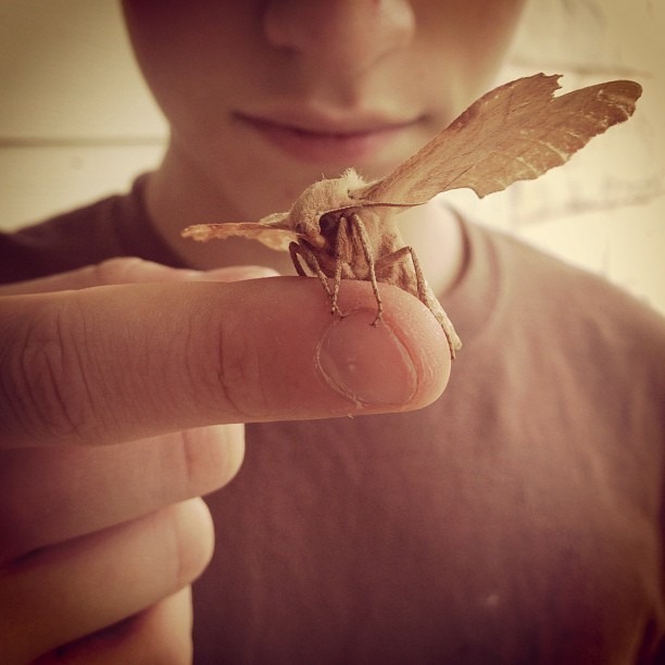 Broken, but Beautiful #moth #insect #boy #wings #brown #jj #igtexas