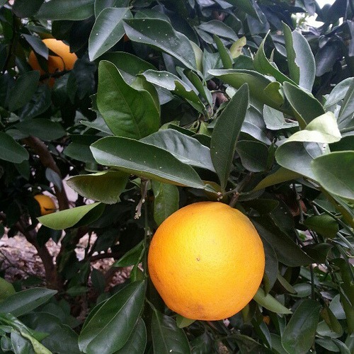 Winter Orange in @mathfour 's yard #Houston #citrus #orange