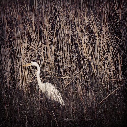 Canon 5D Mark II - edit w/ Instagram, #sutro #crane #heron #greatwhiteheron #egret #birds #wildlife #nature