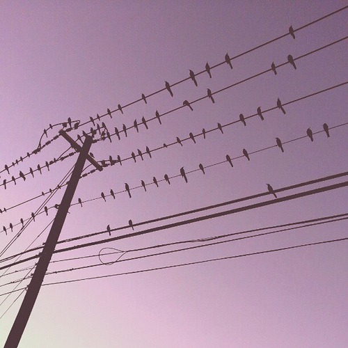 Bird Convention #birds #sky #silhouettes #wires #purple