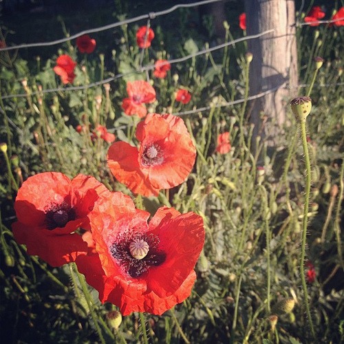 #red #poppies #happy #Friday ♥