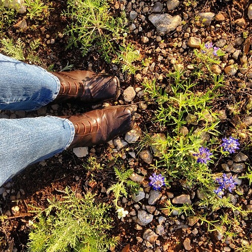 Bluebonnets & Brown Lace-up Boots (and might I just add that it forever irks me that the iPhone doesn't have a cowgirl hat, state of Texas shape, or boot icon?!)