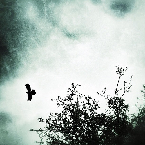 Fly Away #marchphotoaday #bird #trees #snapseed #igers #iphone4s #instagram #instagramhub #iphonetx #grunge #moody #fly #tweet #silhouette #iphoneonly #iphonedaily #picoftheday #instapic #photooftheday #sky #clouds #gang_family #jj #instamood
