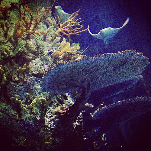 #galveston #aquarium #moodygardens #thsc #fieldtrip #latergram