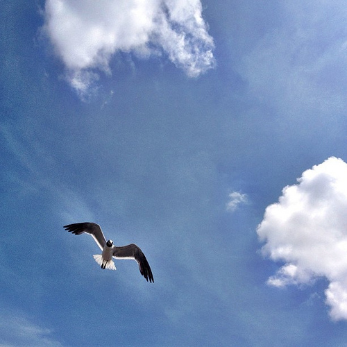 #seagull #galveston #thsc #fieldtrip #sky #bird #fly #clouds #soar #high #flight