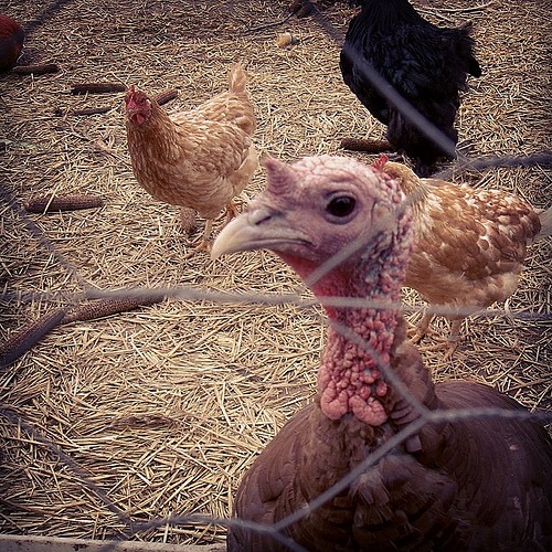 Gobble Gobble! Happy Thanksgiving! #turkey