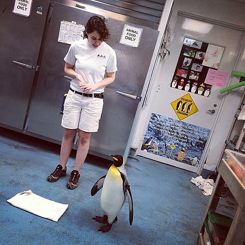 #Penguin 15 yo : 'Pikaboo' ?? #moodygardens #mgmediatour13