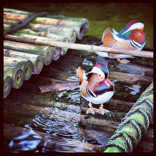 Mandarin Ducks #latergram #moodygardens #nature #ducks #birds
