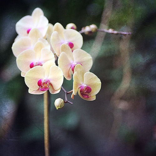 Orchids #flowers #nature #beauty #tropical #nature #moodygardens #lovely #mextures