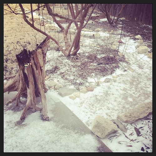 The ice-covered garden path in my back yard. Looks like a shaded, green forest in summer.