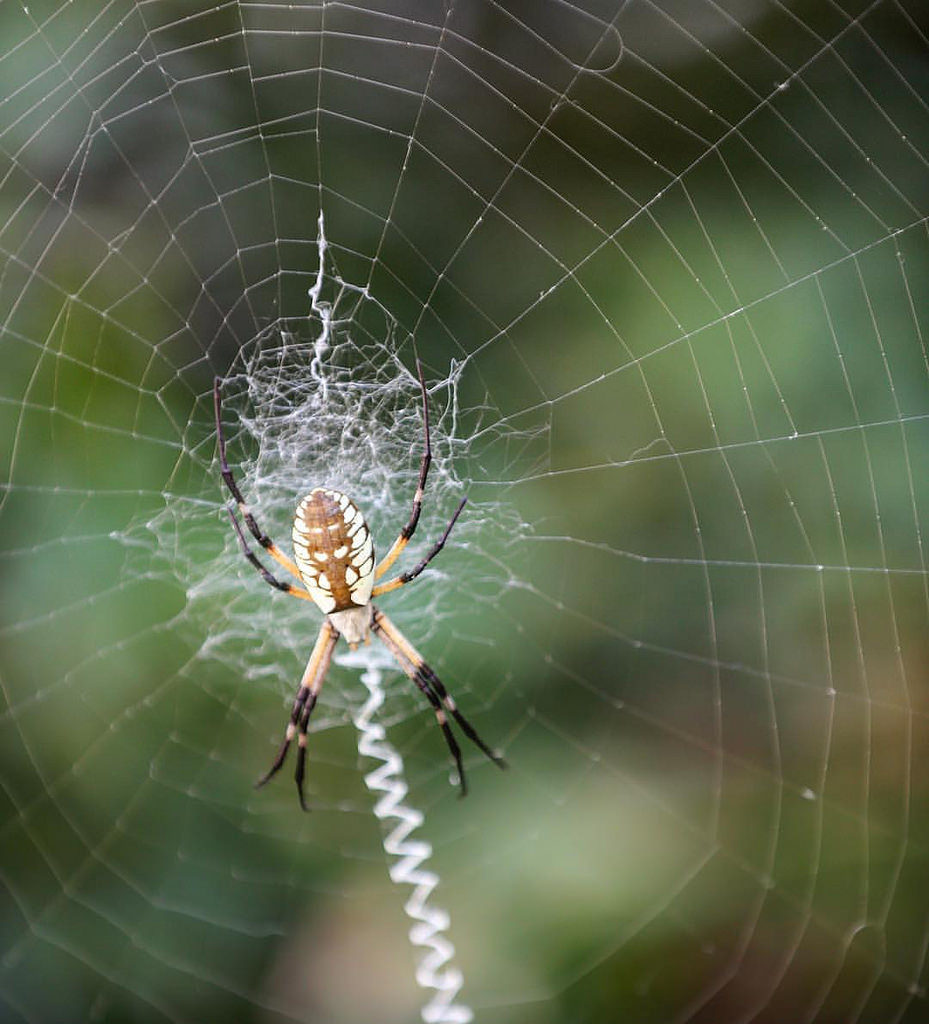 Argiope Spider via @sprittibee