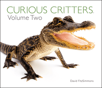 Curious-Critters-Vol.-2