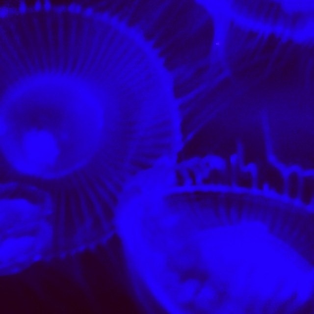 night jellies