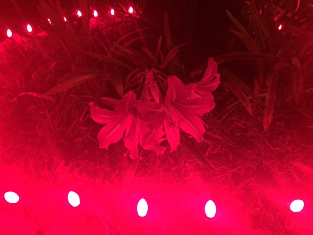 Amaryllis Christmas Flowers