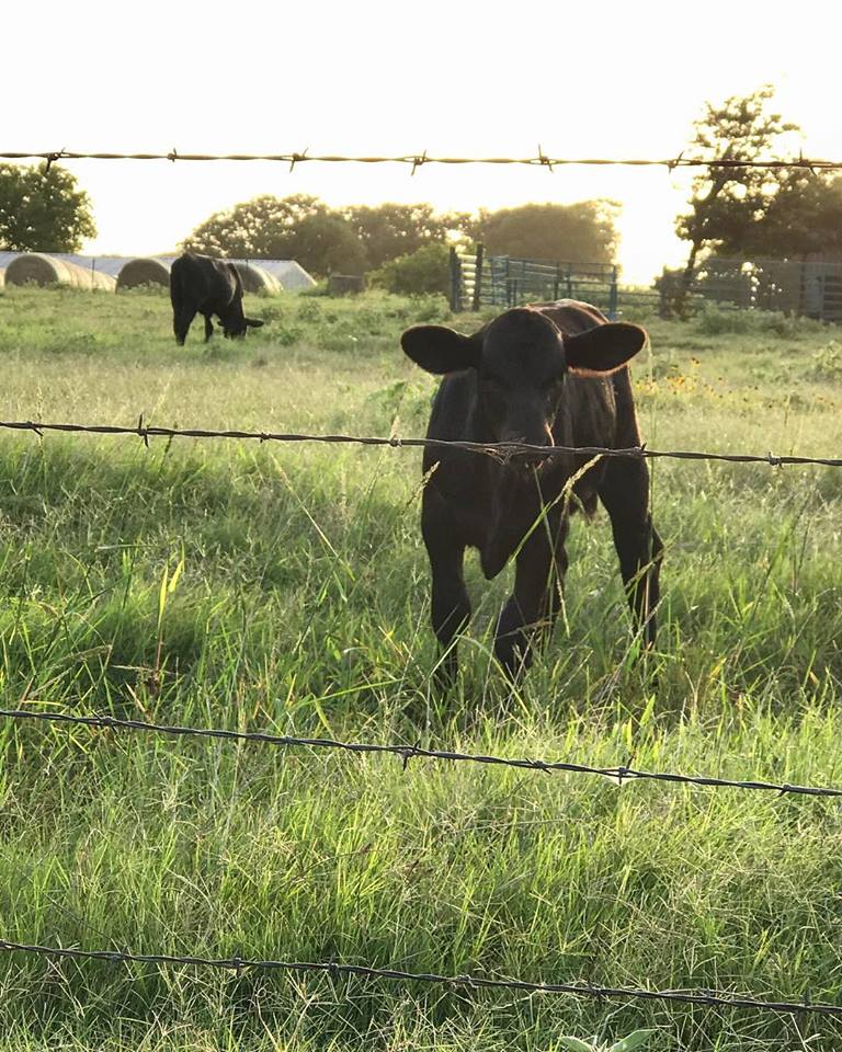 Neighbor Cow via @Sprittibee