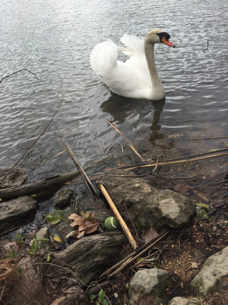 Swan at Laguna Gloria @sprittibee